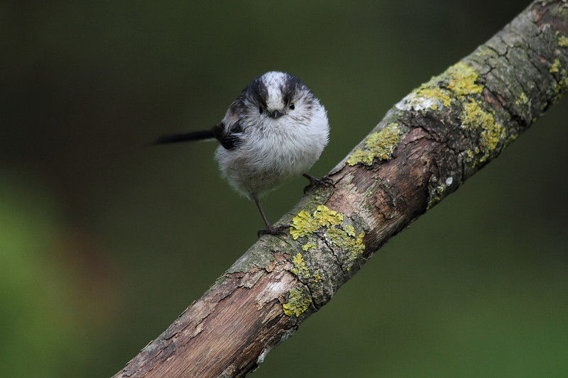 Long Tailed Tit