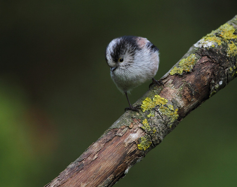 Long Tailed Tit