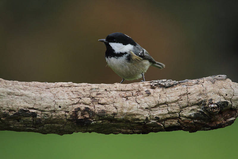 Coal Tit