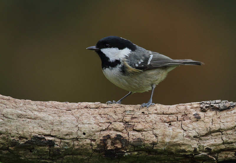 Coal Tit