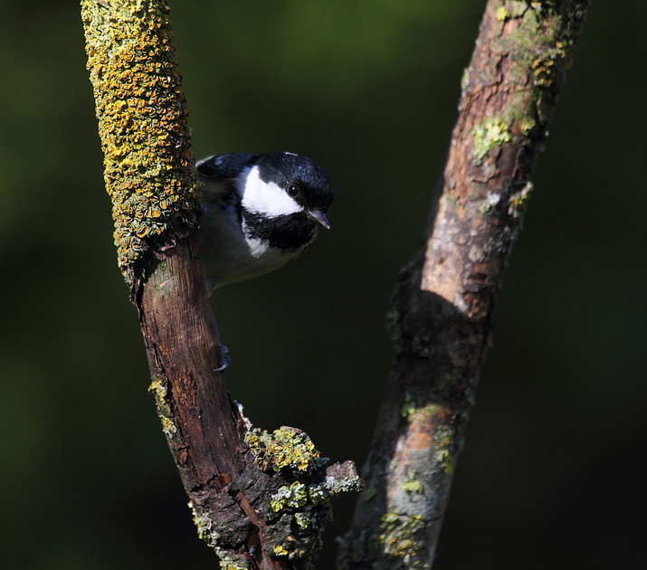 Coal Tit