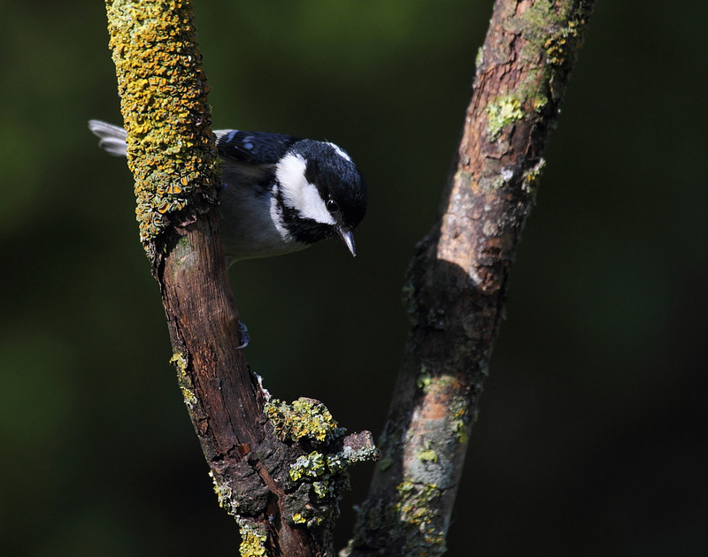Coal Tit