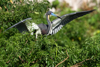 Tri-Colored Heron stretching wings