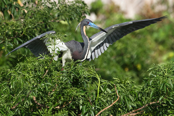 Tri-Colored Heron stretching wings