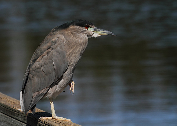 Black Crowned Night Heron