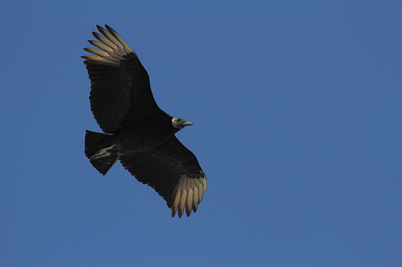 Black Vulture in Flight