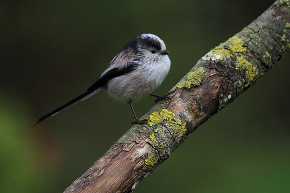 Long Tailed Tit