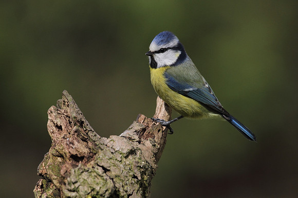 Blue Tit
