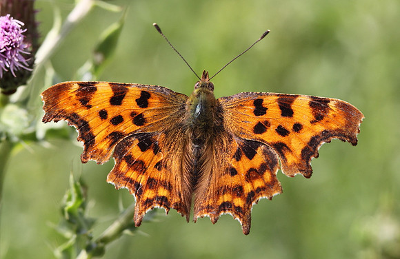Comma