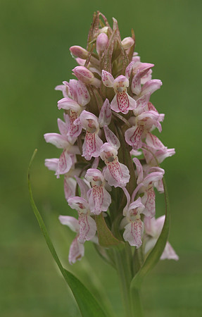 Early Marsh Orchid