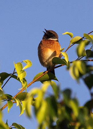Stonechat