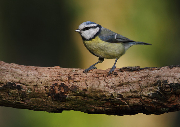 Blue Tit