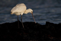 Spoonbill