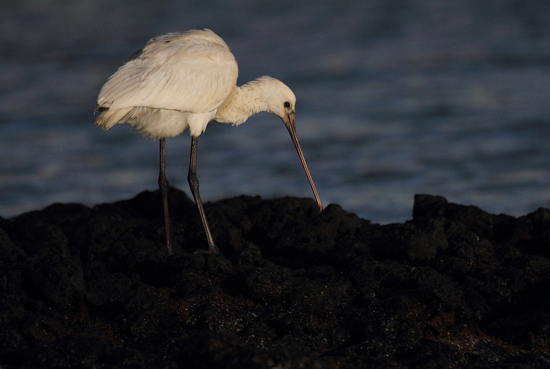 Spoonbill