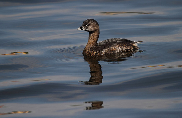 Pied Billed Grebe