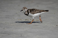 Ruddy Turnstone