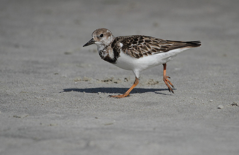 Ruddy Turnstone