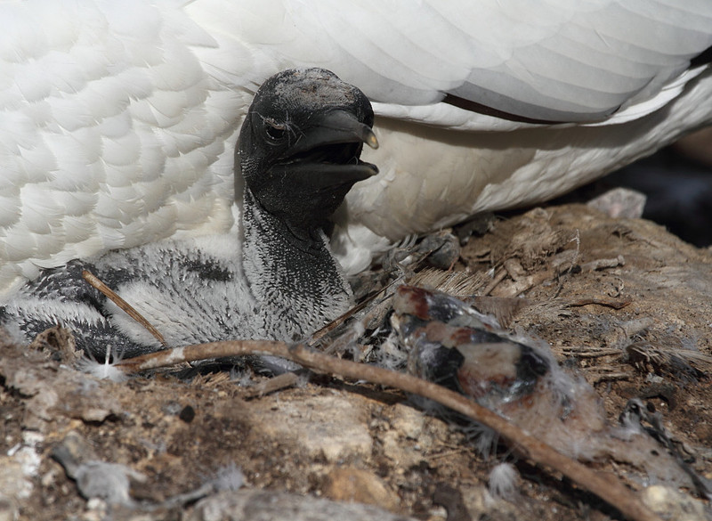 Gannet chick