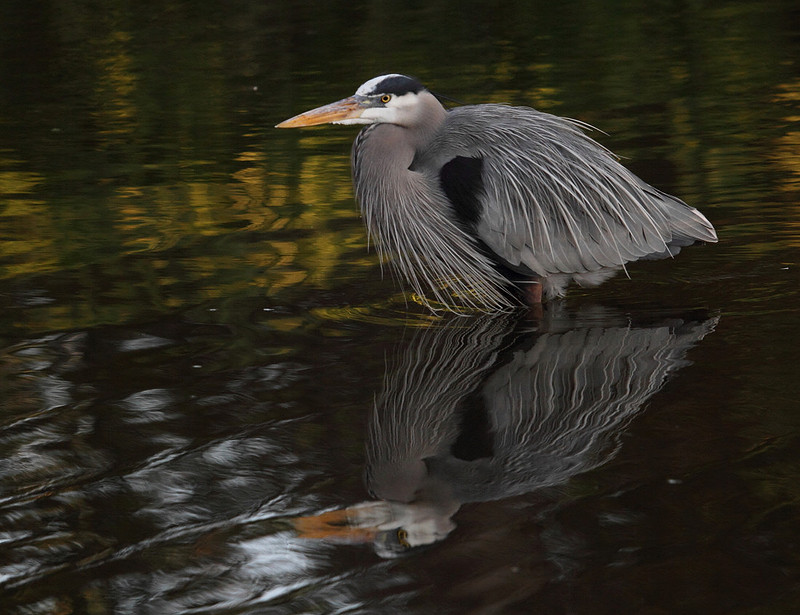 Great Blue Heron