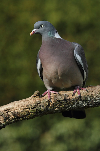 Woodpigeon
