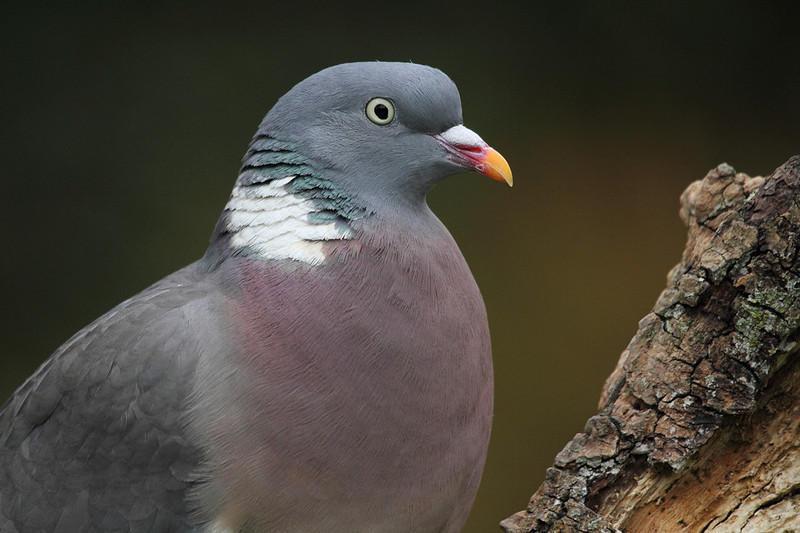 Woodpigeon