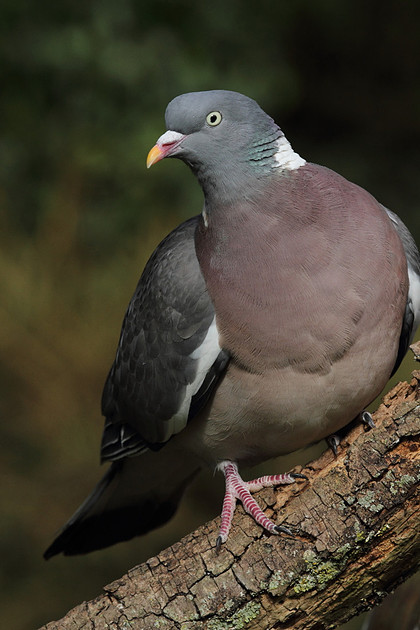Woodpigeon