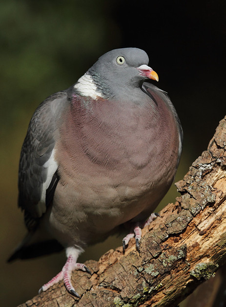 Woodpigeon