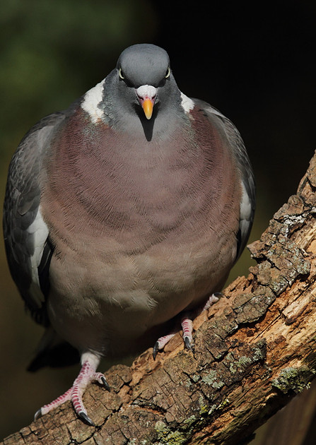 Woodpigeon