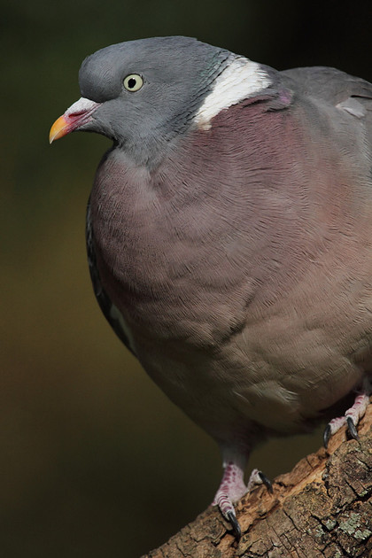 Woodpigeon