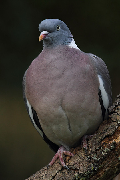Woodpigeon