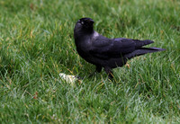 Jackdaw