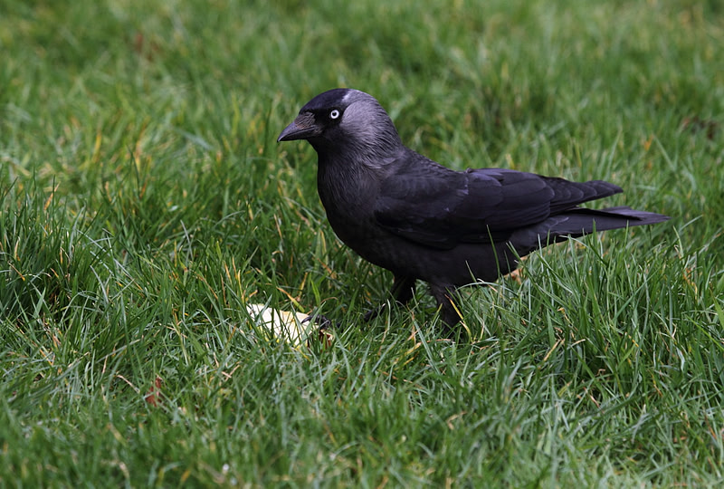 Jackdaw