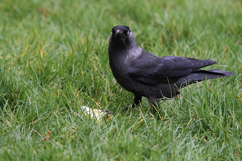Jackdaw