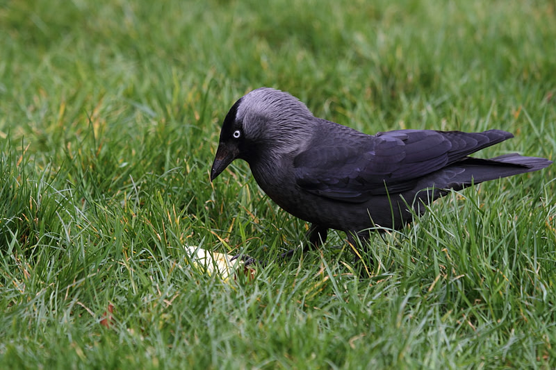 Jackdaw