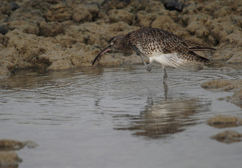 Whimbrel