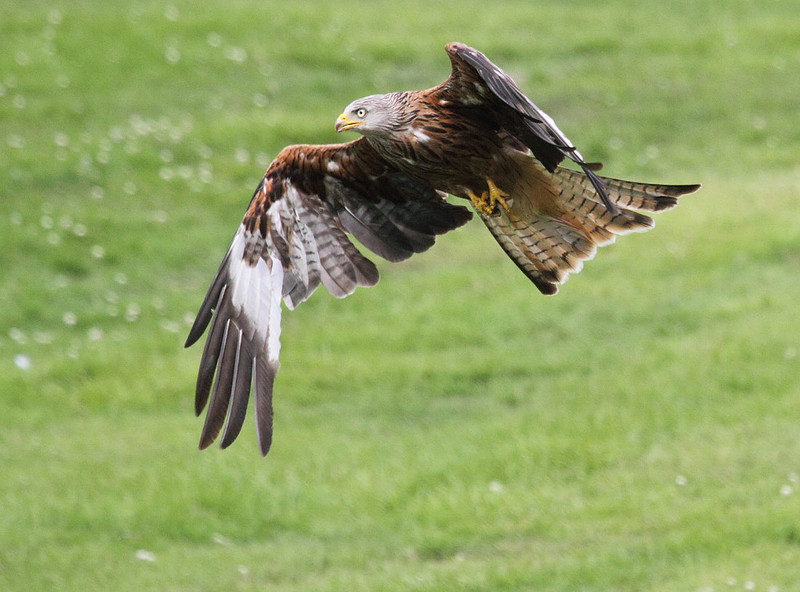 Red Kite