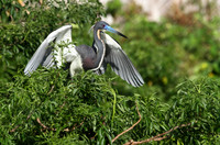 Tri-Colored Heron stretching wings
