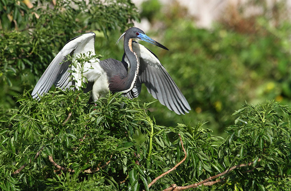 Tri-Colored Heron stretching wings