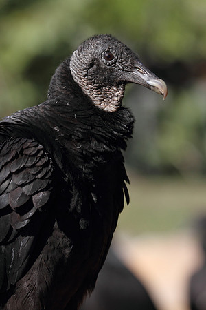 Black Vulture
