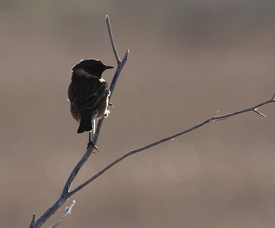 Stonechat
