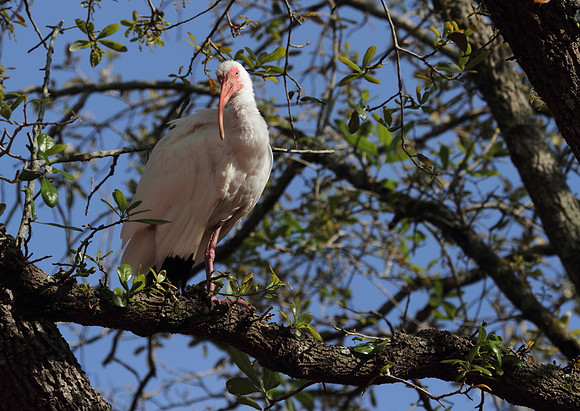 White Ibis