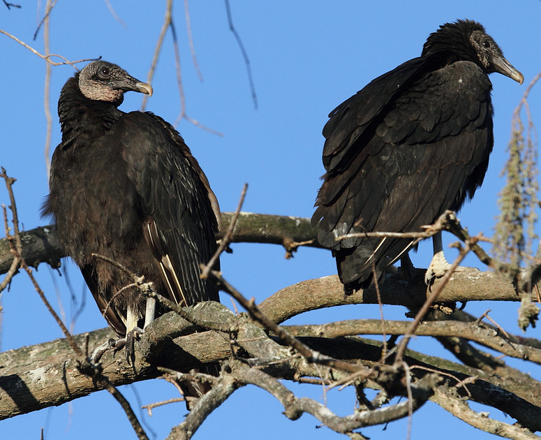 Black Vultures