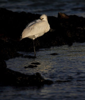 Spoonbill resting