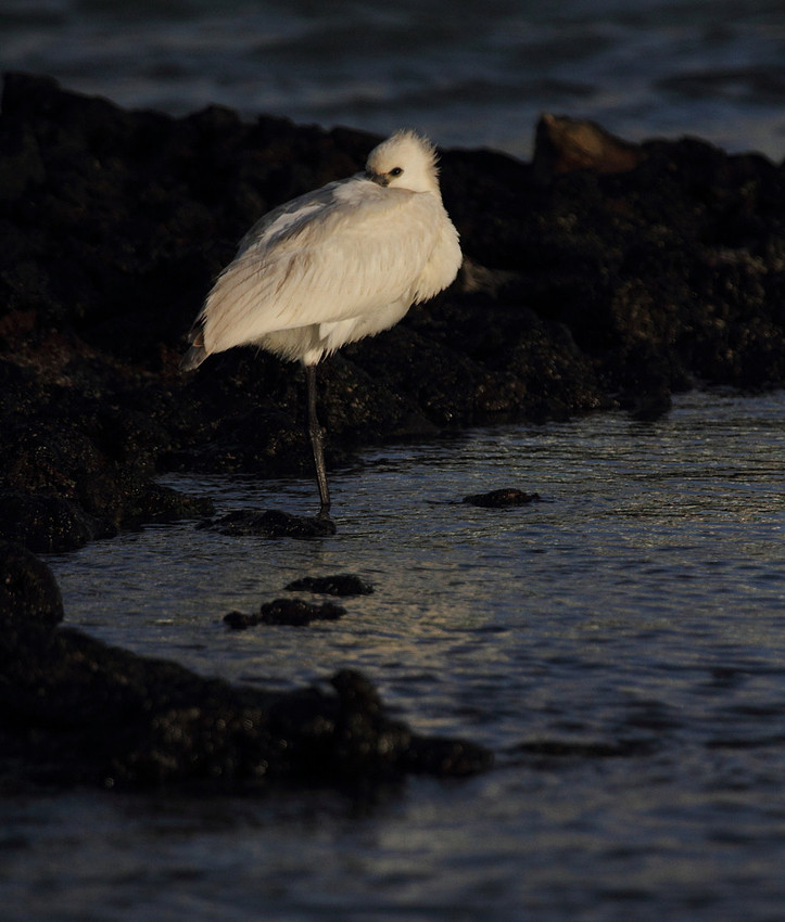 Spoonbill resting