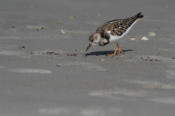 Ruddy Turnstone