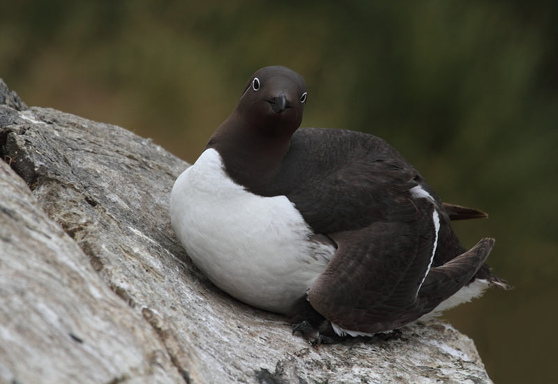 Bridled Guillemot