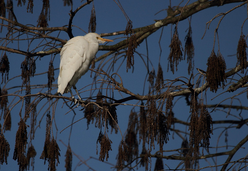 Cattle Egret