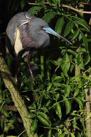Tri-Colored Heron