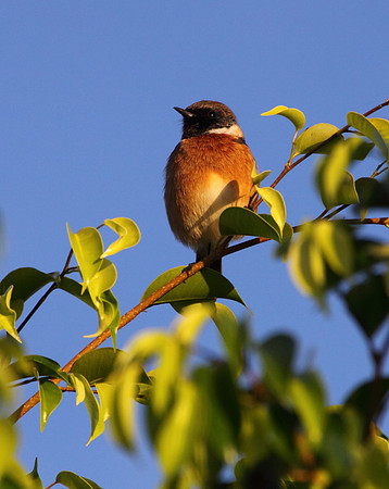 Stonechat