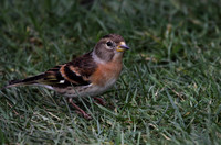 Brambling